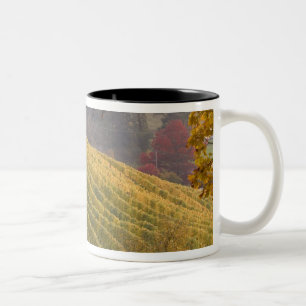 Taza Bicolor EE. UU., Oregón, Newberg. Viñedo en otoño.