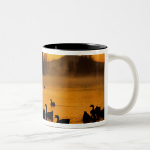Taza Bicolor EE. UU., Oregón, Portland. Aves acuáticas en Colum