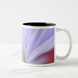 Taza Bicolor EE. UU., Oregón, Portland. Primer plano de achicor