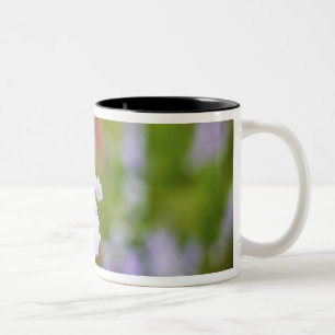 Taza Bicolor EE. UU., Oregón, Valle de Willamette, Larkspur Clo