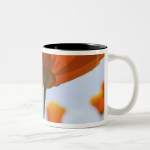 Taza Bicolor EE. UU., Oregón, Valle de Willamette, Primer plano