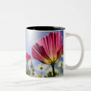 Taza Bicolor EE. UU., Oregón, Valle de Willamette, Primer plano