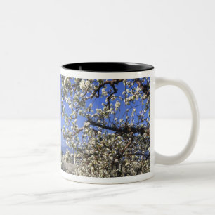Taza Bicolor EE.UU., Oregón, Valle del río Hood, Orquídea Pear