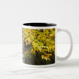 Taza Bicolor EE. UU., Tennessee, Gatlinburg. Gran Smoky