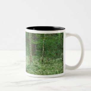 Taza Bicolor EE. UU., Tennessee, Great Smoky Mountains NP, 3