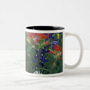 Taza Bicolor EE. UU., Texas Hill Country. Bluebonnets y