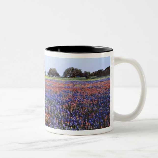 Taza Bicolor EE. UU., Texas, Llano. Bluebonnets y redbonnets (Derecha)