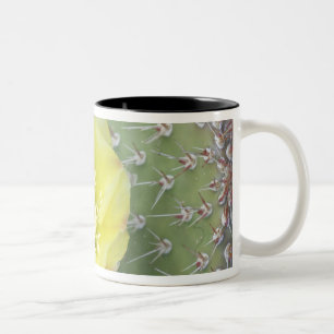 Taza Bicolor EE. UU., Utah, Canyonlands, NP, Nopal Espinoso del