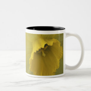 Taza Bicolor EE. UU., Utah, narcisos de Cache Valley
