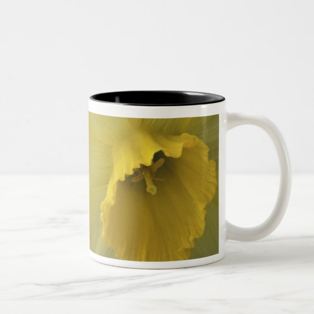 Taza Bicolor EE. UU., Utah, narcisos de Cache Valley (Derecha)