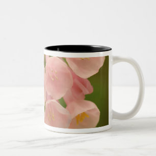 Taza Bicolor EE. UU., Virginia, Manassas, Manassas Nacional