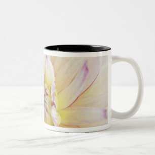 Taza Bicolor EE. UU., Washington, Bellevue, Bellevue Botánico 2