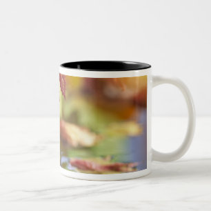 Taza Bicolor EE. UU., Washington, Bellingham, Primer plano de o