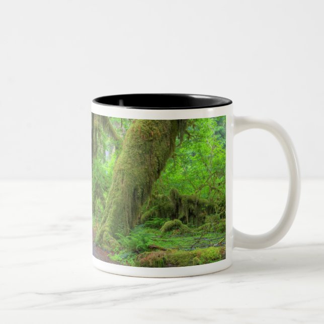 Taza Bicolor EE. UU., Washington, Parque Nacional Olímpico, Llu (Derecha)