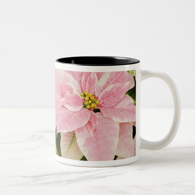 Taza Bicolor EE.UU., Washington, Woodinville, la guardería de M (Derecha)