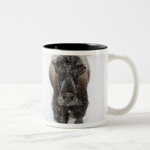 Taza Bicolor EE. UU., WY, Parque Nacional Yellowstone, Bisonte