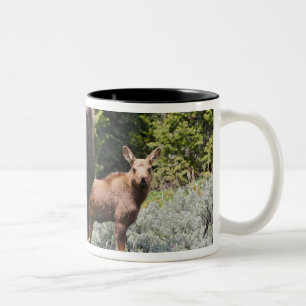 Taza Bicolor EE. UU., Wyoming, montañas Bighorn, alce Alces