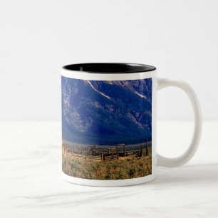 Taza Bicolor EE.UU., Wyoming, Parque Nacional Grand Teton, mañ