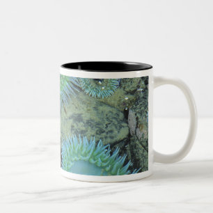 Taza Bicolor EEUU, Oregón, Nepture SP. Mar de tono joyano