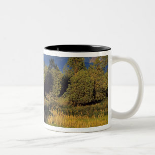 Taza Bicolor El arroyo de la Misión en la Cordillera Nacional 