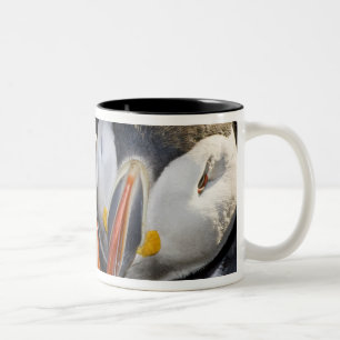 Taza Bicolor El atlántico Puffin, un ave marina pelágica
