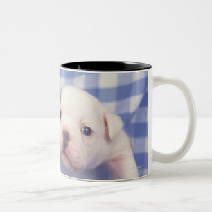 Taza Bicolor El bulldog, a menudo llamado el bulldog inglés,
