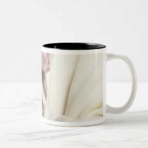 Taza Bicolor El bulldog, a menudo llamado el bulldog inglés, 2