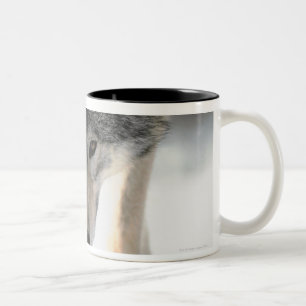 Taza Bicolor El caminar del lobo gris