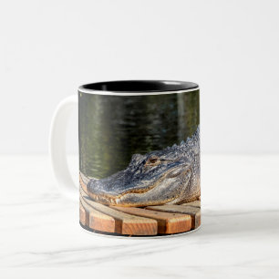 Taza Bicolor El cocodrilo en Homosassa salta parque de estado