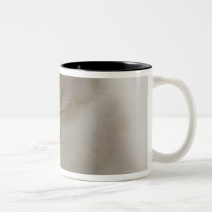 Taza Bicolor El dormir cansado del gatito