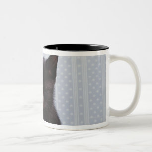 TAZA BICOLOR EL DORMIR NEGRO DEL GATITO