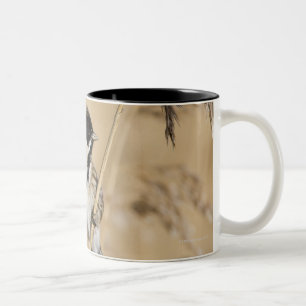 Taza Bicolor El empavesado de lámina (schoeniclus del Emberiza)