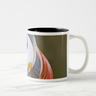 Taza Bicolor El frailecillo atlántico, un ave marina pelágica