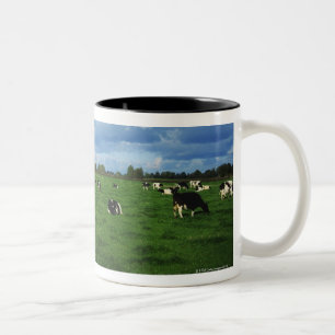 Taza Bicolor El ganado del Holstein-frisón acerca a Thurles, C
