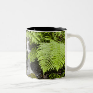 Taza Bicolor El musgo cubrió rocas con agua y los helechos