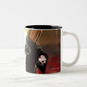 Taza Bicolor El nombre latino para todos los perros nacionales