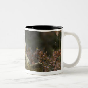 Taza Bicolor El oler joven alerta del lobo gris (lupus de