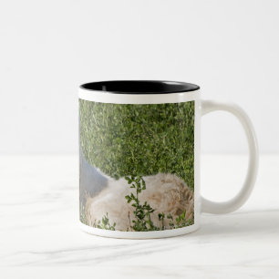 Taza Bicolor El perro pastor de Maremma en pasto actúa como