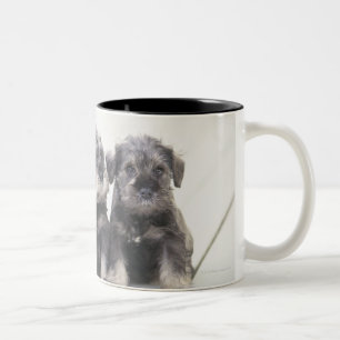 Taza Bicolor El Schnauzer miniatura es una raza del pequeño