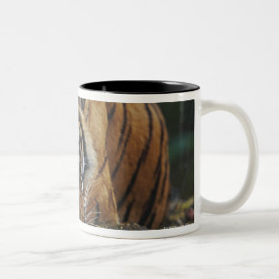 Taza Bicolor El tigre Cub duerme en roca