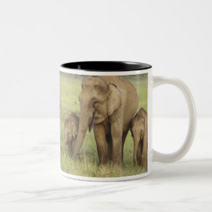 Taza Bicolor Elefante asiático indio y crías