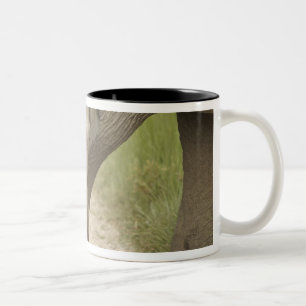 Taza Bicolor Elefante indio / asiático y cría, Corbett 2