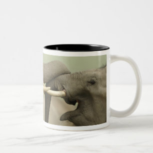 Taza Bicolor Elefantes asiáticos indios jugando a pelear
