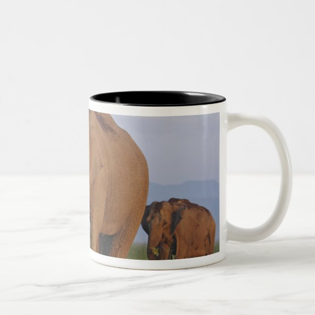 Taza Bicolor Elefantes indios en la pradera (Derecha)