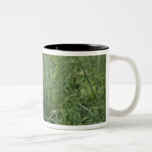 Taza Bicolor En zodiaco chino, 2009 es año de buey