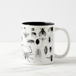 Taza Bicolor Entomología, miriápodos y arácnidos