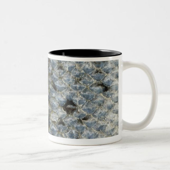 Taza Bicolor Escalas de pescados 2 (Derecha)
