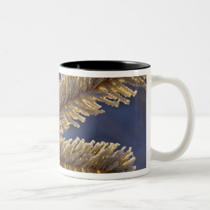 Taza Bicolor Escarcha en árbol de hoja perenne, Homer, Alaska