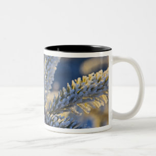 Taza Bicolor Escarcha en árbol de hoja perenne, Homer, Alaska