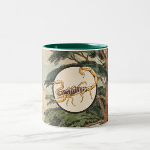 Taza Bicolor Escorpión en el ilustracion del hábitat natural